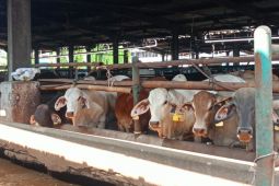 Jateng, Jatim, dan Jabar Jadi Pemasok Hewan Kurban Terbesar ke Jakarta