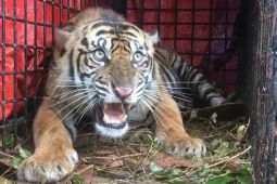 Seorang Warga di Gayo Lues Diserang Harimau saat Berkebun