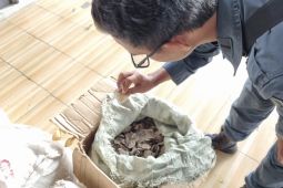 Kemenhut Gagalkan Penyelundupan 3 Ton Sisik Trenggiling ke Kamboja