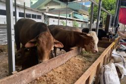 Masjid Al-Azhar Targetkan 12 Sapi dan 50 Kambing untuk Kurban