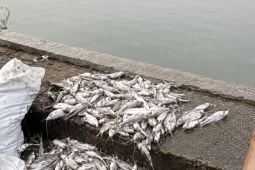 Ikan Mati Massal di Irigasi Induk Karawang, Diduga Karena Tercemar Limbah