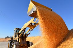 Ilmuwan China Kembangkan Jagung Berprotein Tinggi untuk Makanan Ternak