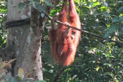 Seekor Orang Utan Melahirkan di Cagar Alam Jantho Aceh