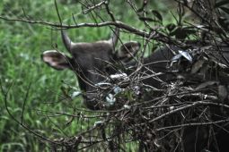 Taman Nasional Kutai Jadi Rumah bagi 324 Spesies Fauna