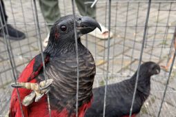 Perdagangan Ilegal 100 Ekor Satwa Endemik Papua Digagalkan di Tanjung Priok
