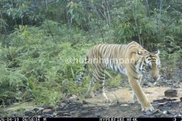 Seekor Harimau Sumatra Terekam Kamera di Hutan Harapan