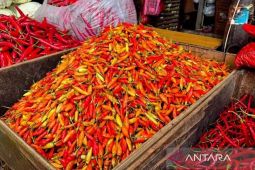 Harga Pangan Hari Ini: Cabai Rawit Rp75.750/Kg, Telur Ayam Rp30.350/Kg