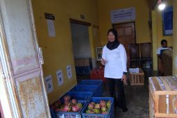 Petani di Banyuwangi Mengolah Buah Naga Afkir Jadi Produk Bernilai Tambah