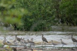 Pantai Timur Jambi Jadi Lokasi Singgah Ribuan Burung Air Antarbenua