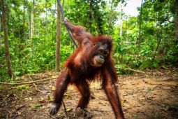 Tiga Orangutan Kalimantan Terpantau Aktif usai Pelepasliaran