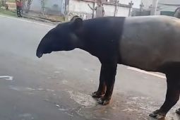 Viral Tapir Jalan Santai di Mesuji, BKSDA Telusuri Penyebabnya