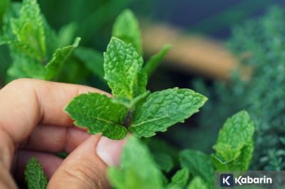 Enam bahan alami ampuh redakan mual