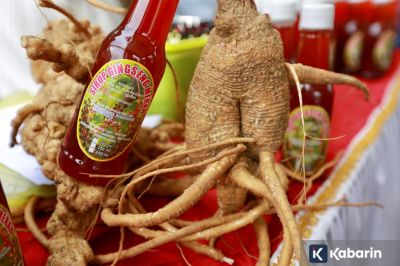 6 tanaman herbal yang ampuh bikin tubuh tetap kuat dan nggak gampang sakit