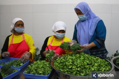 Brokoli ternyata bisa bantu jaga daya ingat, ini penjelasannya