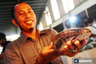 Ikan Gabus Berpotensi Jadi "Superfood" Lokal Indonesia