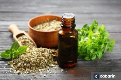 Oregano Si Daun Kecil Beraroma Kuat yang Punya Banyak Manfaat Kesehatan