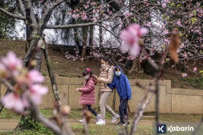 5 Rekomendasi Destinasi untuk Menikmati Mekarnya Bunga Sakura