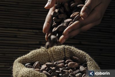 Riset: Kakao ternyata bisa lindungin jantung dari risiko duduk terlalu lama