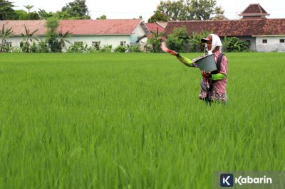 BRIN Ciptakan Pupuk dari Air dan Nitrogen yang Lebih Ramah Lingkungan