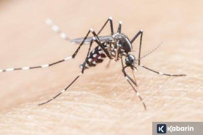 Dokter Jelaskan Penyebab Anak Lebih Rentan Mengalami Malaria Berat