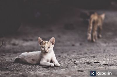 Berapa Lama Masa Birahi Kucing Berlangsung? Ini Penjelasan Umumnya