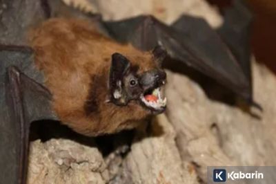 India Pastikan Hanya Dua Kasus Virus Nipah di Benggala Barat