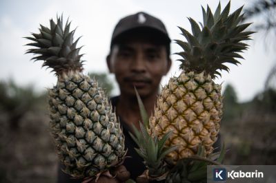 7 manfaat buah nanas bagi kesehatan dan kecantikan yang jarang diketahui
