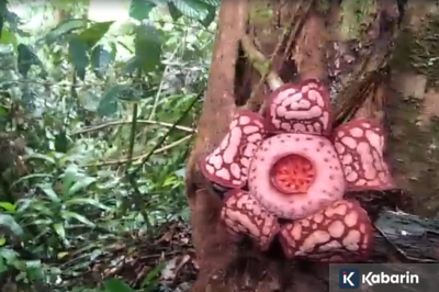 Deretan fakta tentang penemuan Rafflesia Hasseltii langka di Sumatera Barat