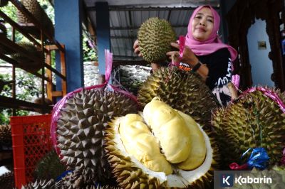 Kenali beragam jenis durian di Indonesia, dari yang manis, legit, hingga pait