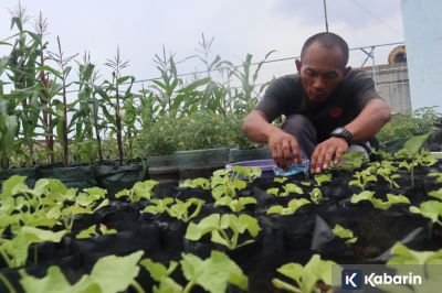 Urban farming Jadi Strategi Adaptasi Perubahan Iklim di Perkotaan