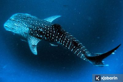 Bayi hiu paus ditemukan oleh ilmuwan di Teluk Saleh, NTB