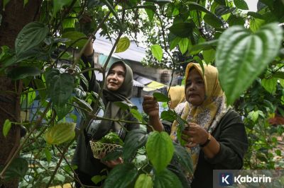Enam bahan dapur ini bisa jadi penolong saat mimisan