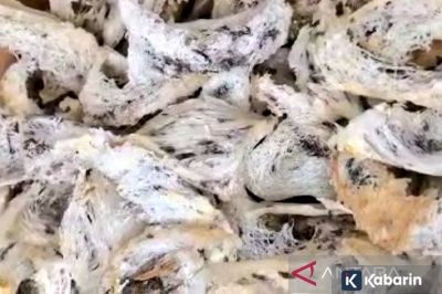 Sederet kandungan serta manfaat yang ada dalam sarang burung walet