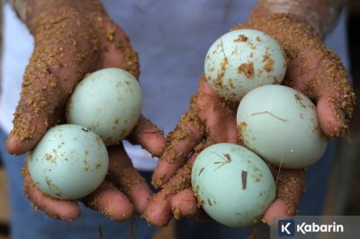 Inilah sederet kandungan serta manfaat pada telur bebek untuk kesehatan