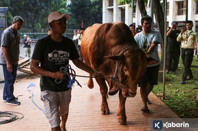 MUI Tegaskan Sapi Kurban Banpres Pakai APBN Sah Secara Syariat dan Hukum
