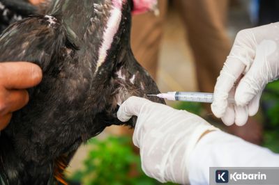 Australia Waspada Penuh Usai Kasus Flu Burung Baru Terdeteksi