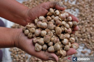 Rempah Indonesia Siap Jadi Sunrise Industry dan Sumber Devisa Baru