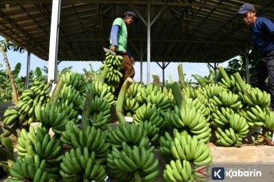 Rahasia manfaat kesehatan di balik pilihan tingkat kematangan pisang
