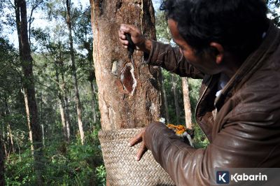 Luhut tegas bantah tuduhan kepemilikan PT Toba Pulp Lestari
