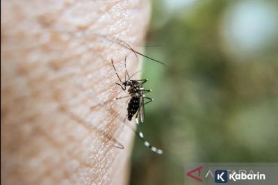 Perubahan cuaca bikin demam berdarah jadi lebih parah di Bangladesh