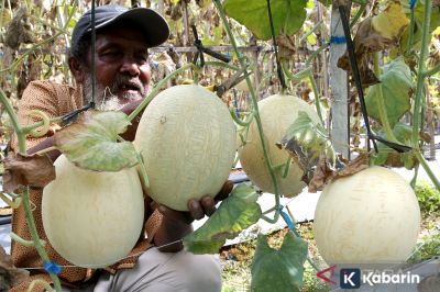 Manfaat buah melon yang wajib kamu ketahui