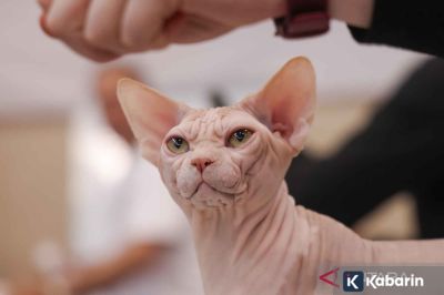 Kucing Mulai Birahi di Usia Berapa? Ini Penjelasan dan Faktornya