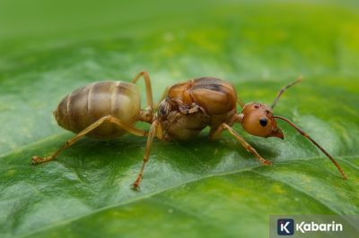 Ternyata semut bisa ubah susu jadi yogurt