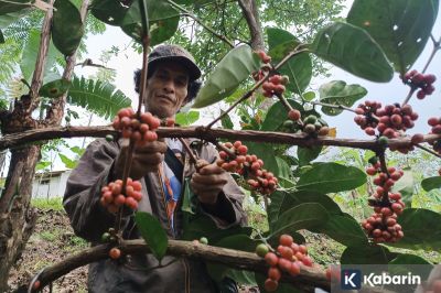 Petani kopi di Cikajang raih pendapatan Rp4,5 juta per bulan