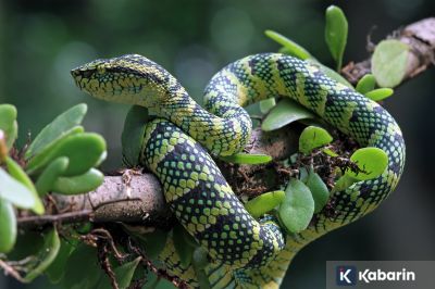 5 jenis tanaman pagar yang sering dihinggapi ular, termasuk kobra