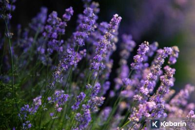 Rumah bisa jadi harum dan bebas nyamuk cuma dengan tanaman ini