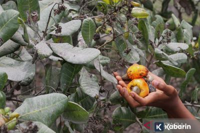 Gunung Lewotobi di NTT Meletus, Warga Diminta Menjauh