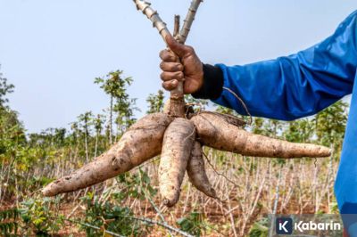 Singkong bukan sekadar camilan, ini deretan manfaat sehatnya