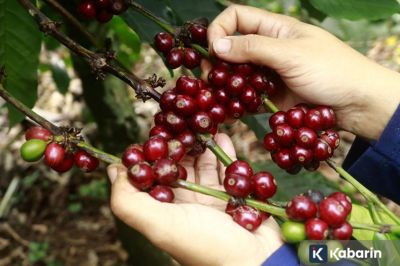 Secangkir kopi sehari ternyata mampu cegah irama jantung tak teratur