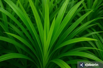 7 manfaat daun pandan untuk kesehatan